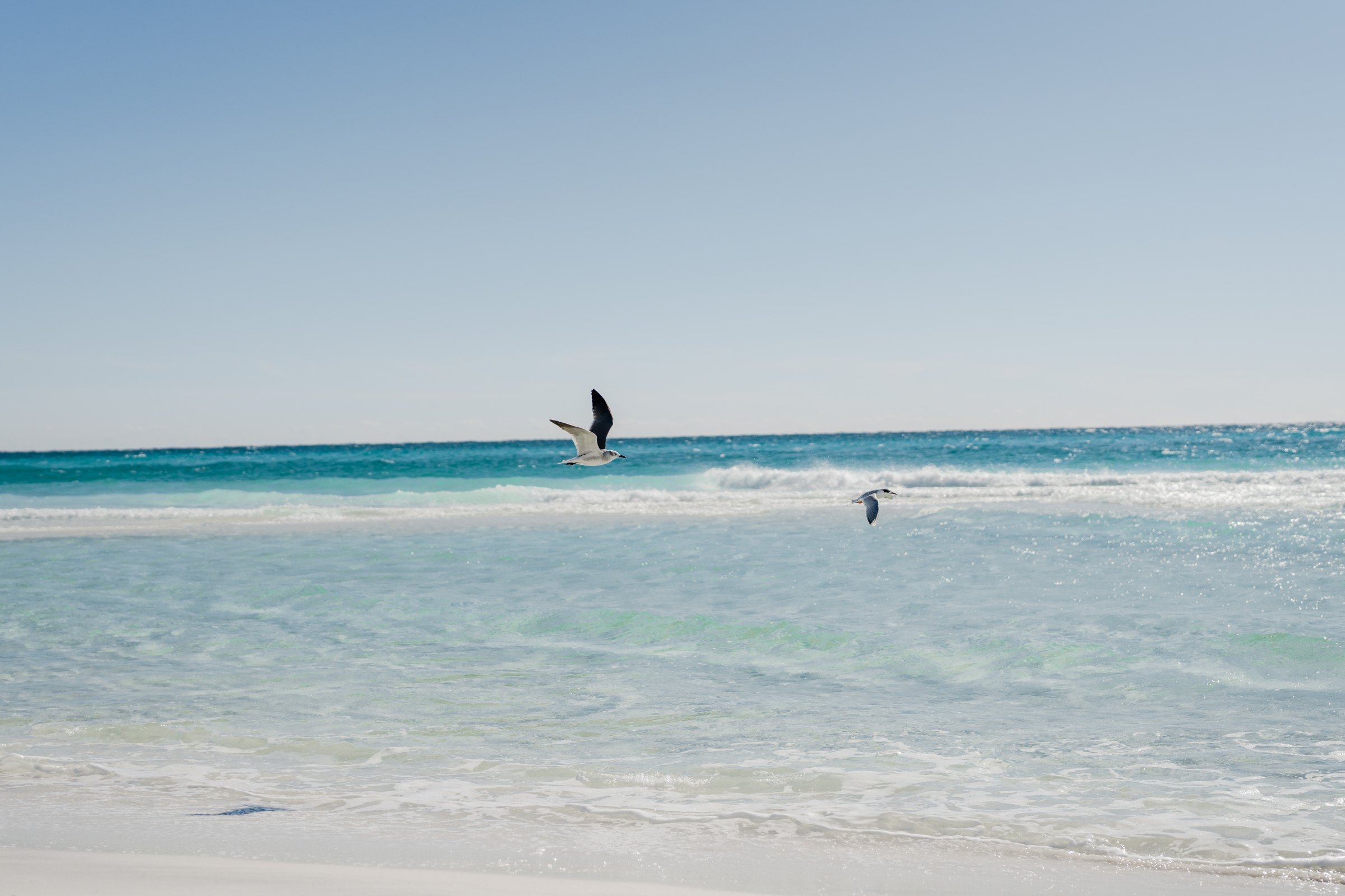 Gulls over clear water on 30A